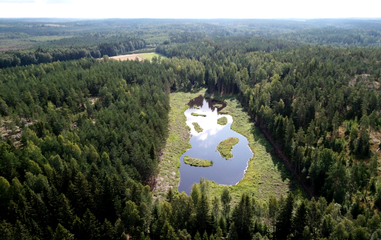 Kosteikko WWF kunnostuksen jälkeen_556